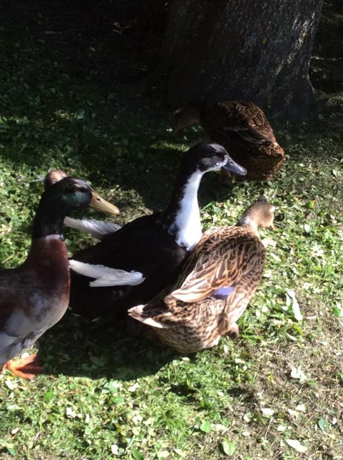 Lauku Seta Eglaji Villa Jurkalne Dış mekan fotoğraf